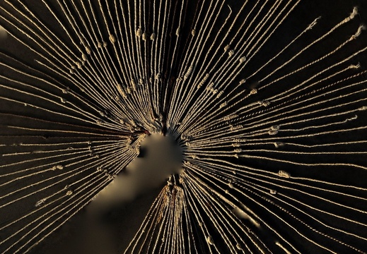 Computational Compost / Marina Otero Verzier (ES) and Donostia International Physics Center / Prototype   Locument (Francisco Lobo (PT), Romea Muryń (PL), Marina Otero Verzier (ES) / Film