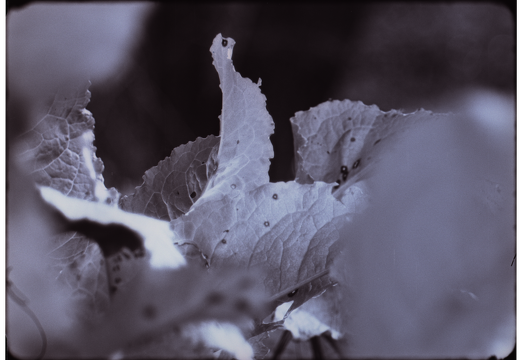 Plant Exposures / Emma Harris (DK)