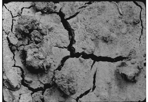 Plant Exposures / Emma Harris (DK)