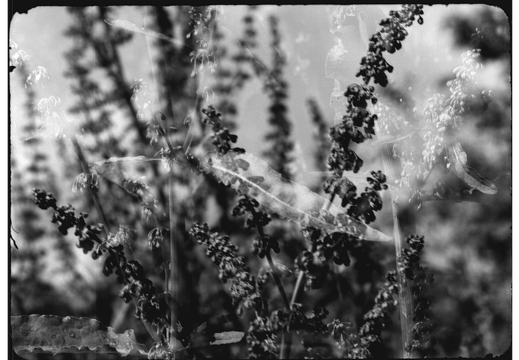 Plant Exposures / Emma Harris (DK)