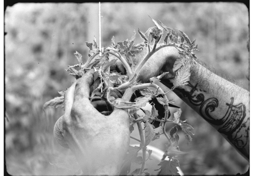 Plant Exposures / Emma Harris (DK)