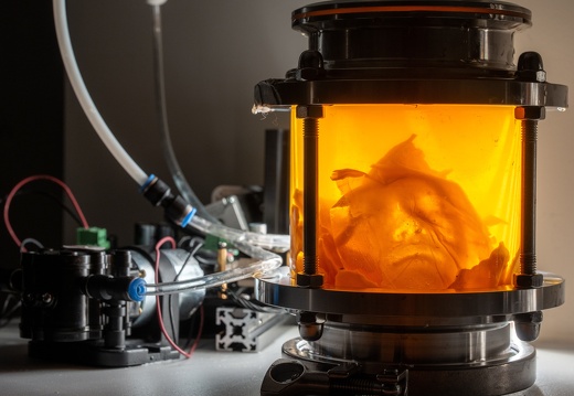 What does a bacterial civilization leave behind? / Yitong Tseo (US)