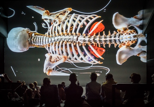 Cinematic Rendering / Ars Electronica Futurelab, Siemens Healthineers, Univ.-Prof. Dr. Franz Fellner