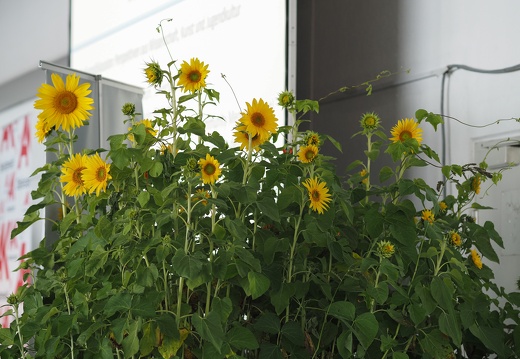 Impression Ars Electronica Festival at POSTCITY 