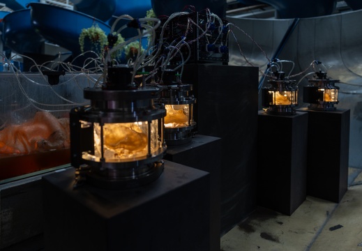 What does a bacterial civilization leave behind? / Yitong Tseo (US)